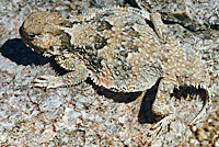 Southern Desert Horned Lizard