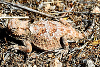 Southern Desert Horned Lizard