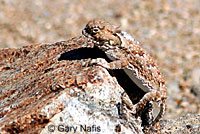 Southern Desert Horned Lizard