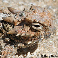 Southern Desert Horned Lizard