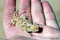 Southern Desert Horned Lizard