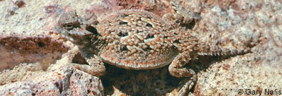 Southern Desert Horned Lizard