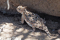 Southern Desert Horned Lizard