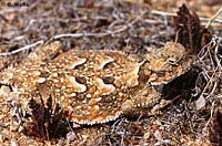 Southern Desert Horned Lizard