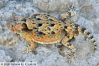 Southern Desert Horned Lizard