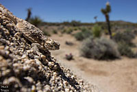 Southern Desert Horned Lizard