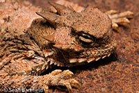 Southern Desert Horned Lizard