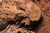 Southern Desert Horned Lizard