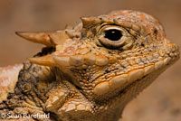 Southern Desert Horned Lizard