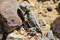 Southern Desert Horned Lizard