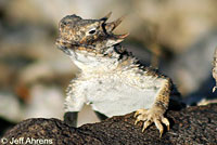 Southern Desert Horned Lizard