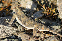 Southern Desert Horned Lizard