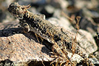 Southern Desert Horned Lizard