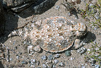 Southern Desert Horned Lizard