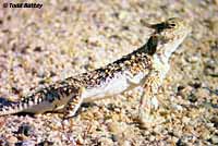 Southern Desert Horned Lizard