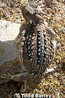 Southern Desert Horned Lizard