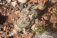 Southern Desert Horned Lizard