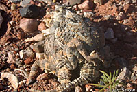 Southern Desert Horned Lizard