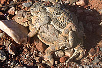 Southern Desert Horned Lizard