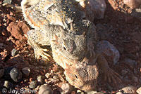 Southern Desert Horned Lizard