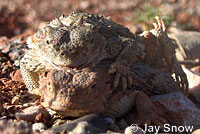 Southern Desert Horned Lizard