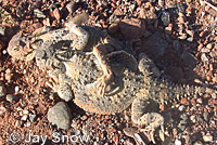 Southern Desert Horned Lizard