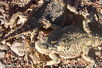 Southern Desert Horned Lizard