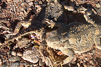 Southern Desert Horned Lizard