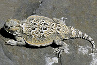 Southern Desert Horned Lizard