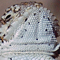 Coast Horned Lizard fringe