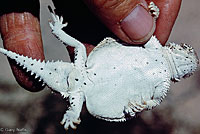 Southern Desert Horned Lizard