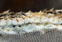 Southern Desert Horned Lizard