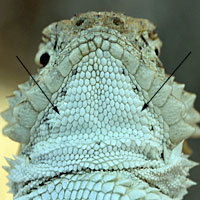 Coast Horned Lizard fringe