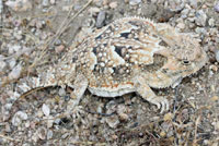 Southern Desert Horned Lizard