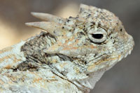 Southern Desert Horned Lizard