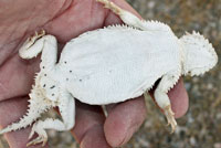 Southern Desert Horned Lizard