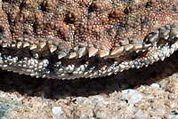 Southern Desert Horned Lizard