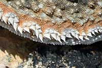 Southern Desert Horned Lizard