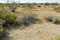 Southern Desert Horned Lizard