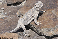 Northern Desert Horned Lizard