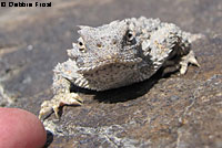 Northern Desert Horned Lizard