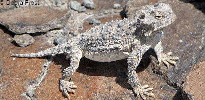 Northern Desert Horned Lizard