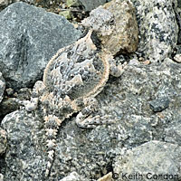 Southern Desert Horned Lizard