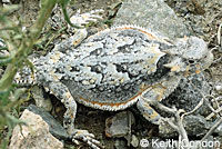 Southern Desert Horned Lizard