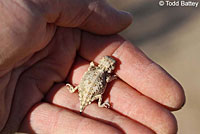 Southern Desert Horned Lizard