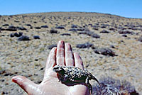 Northern Desert Horned Lizard