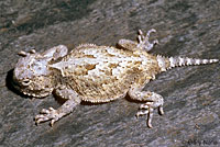 Northern Desert Horned Lizard