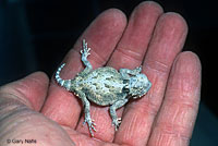 Northern Desert Horned Lizard