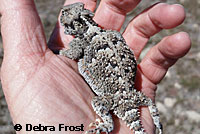 Northern Desert Horned Lizard