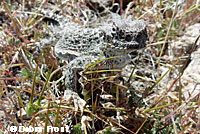 Northern Desert Horned Lizard